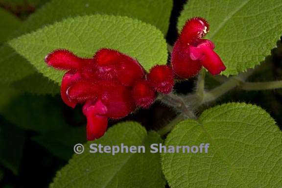 salvia univerticillata 3 graphic